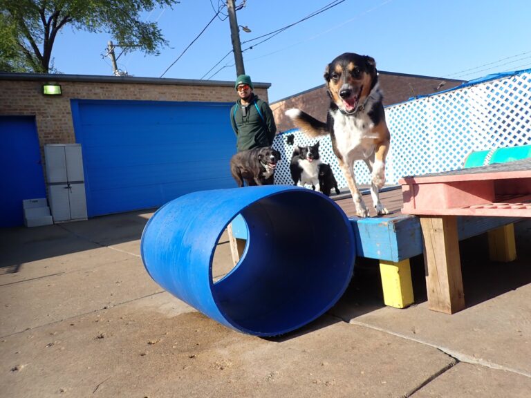 dog-boarding-daycare-chicago-il-308