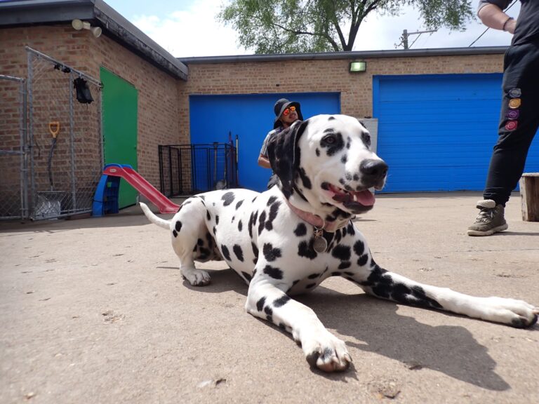 dog-boarding-daycare-chicago-il-313