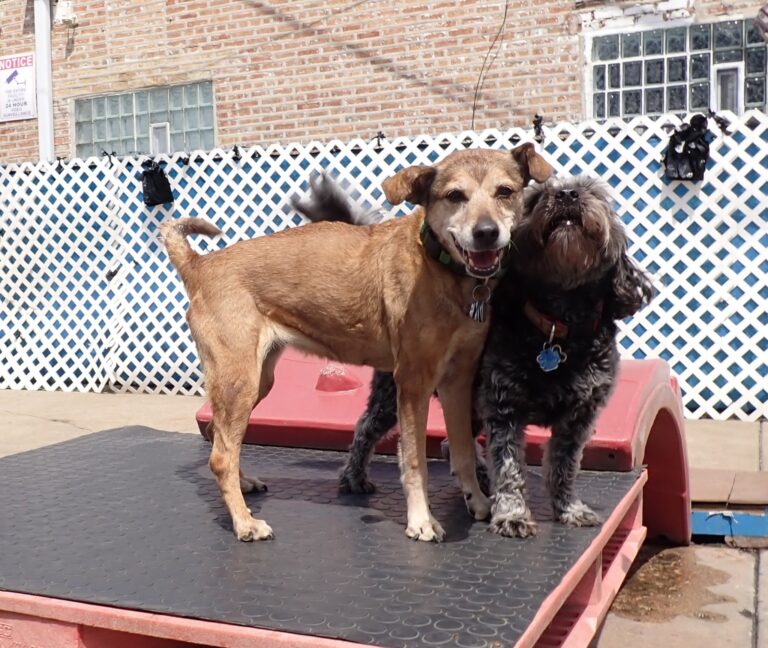 dog-boarding-daycare-chicago-il-315