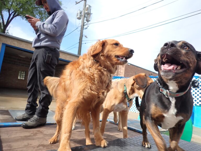dog-boarding-daycare-chicago-il-316