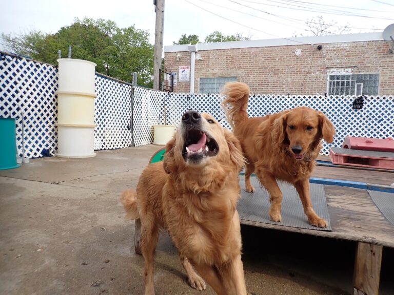 dog-boarding-daycare-chicago-il-317