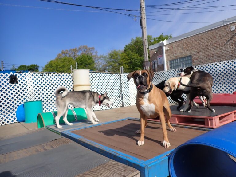 dog-boarding-daycare-chicago-il-320