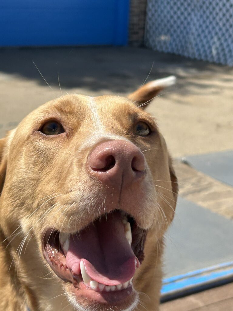 dog-boarding-daycare-chicago-il-322