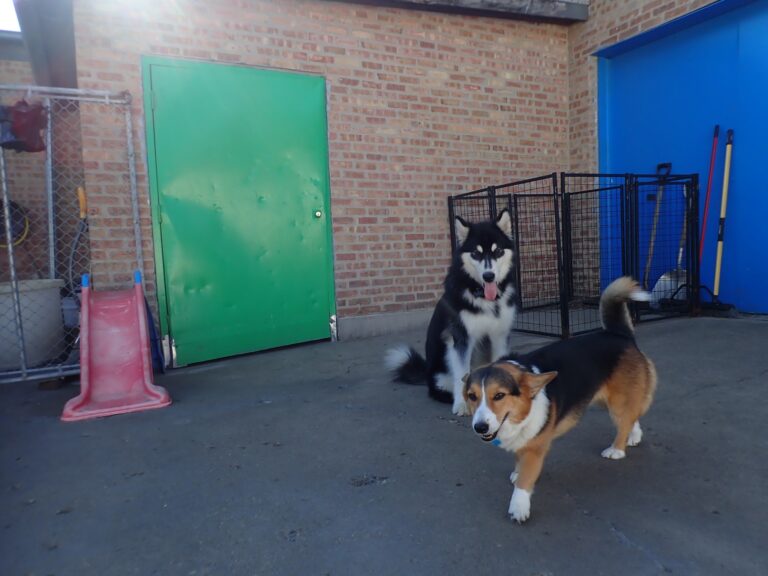 dog-boarding-daycare-chicago-il-323