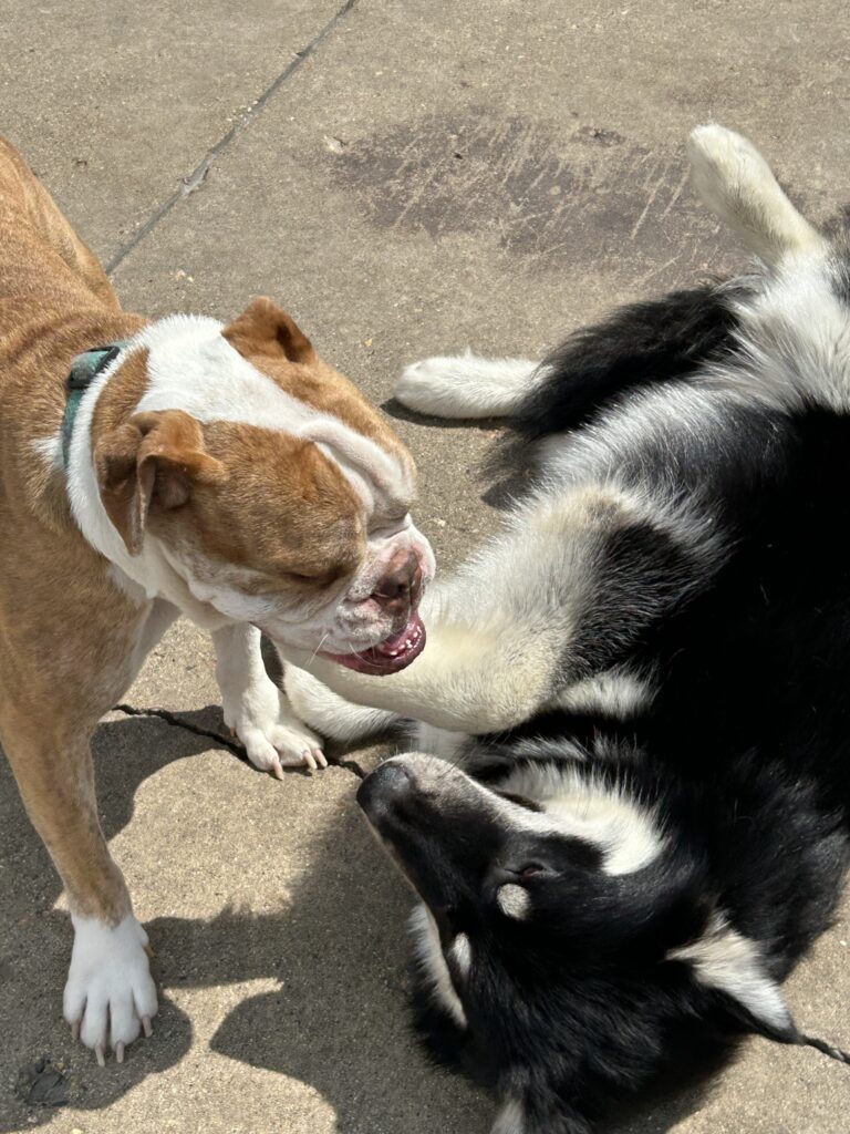 dog-boarding-daycare-chicago-il-325