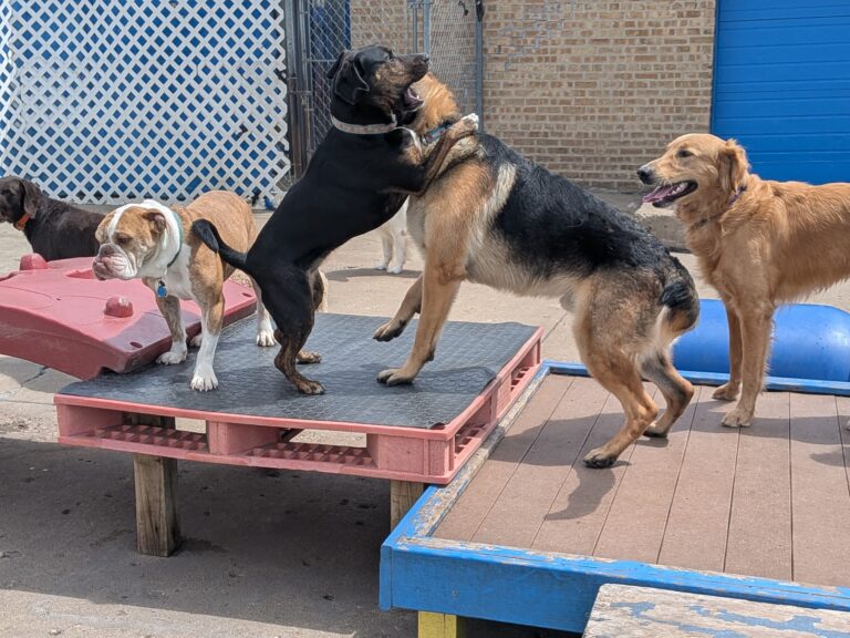dog-boarding-daycare-chicago-il-326