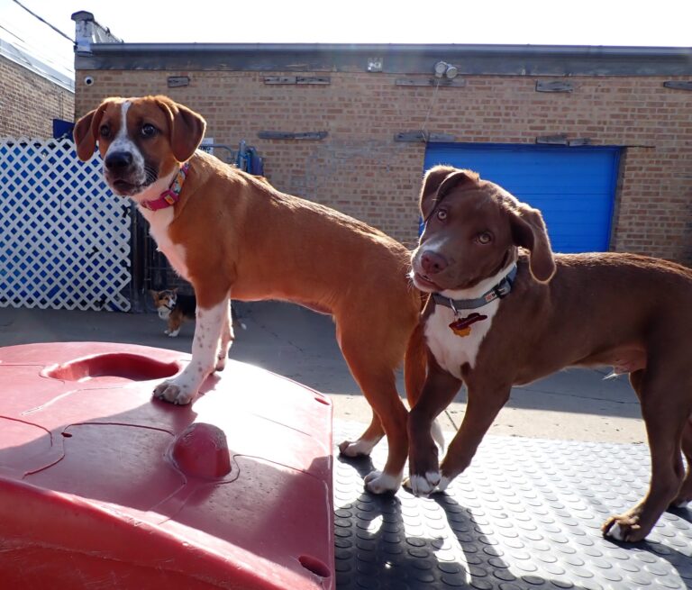 dog-boarding-daycare-chicago-il-327