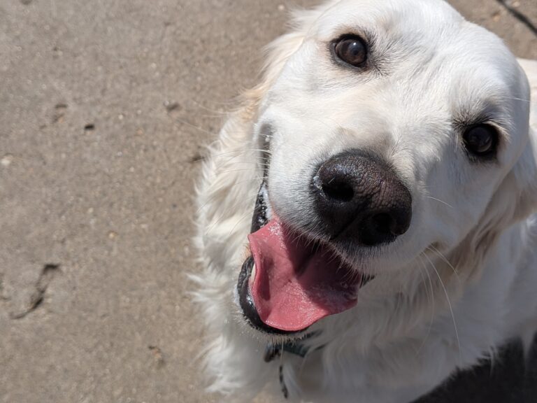 dog-boarding-daycare-chicago-il-328