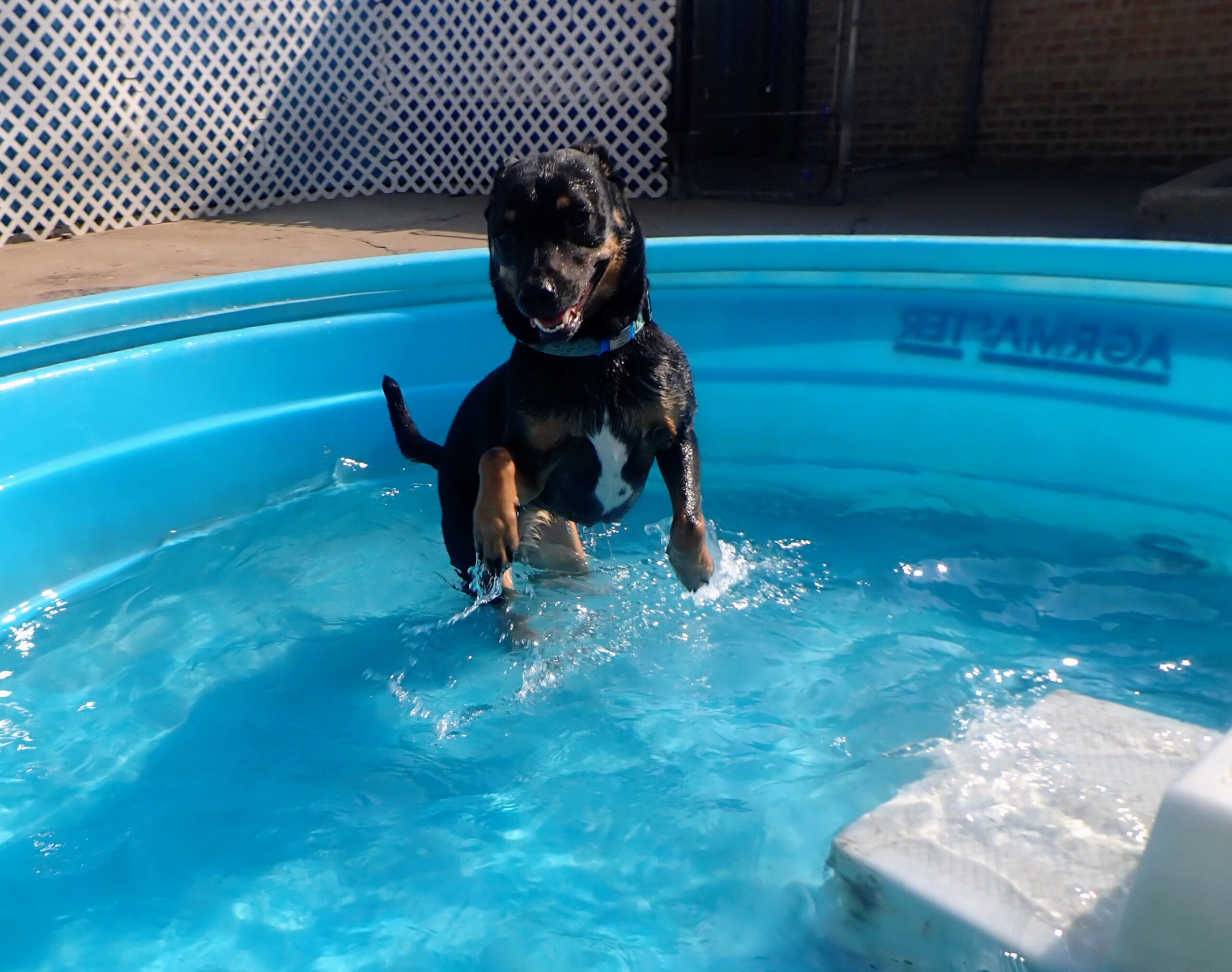pet-boarding-daycase-chicago-il-25