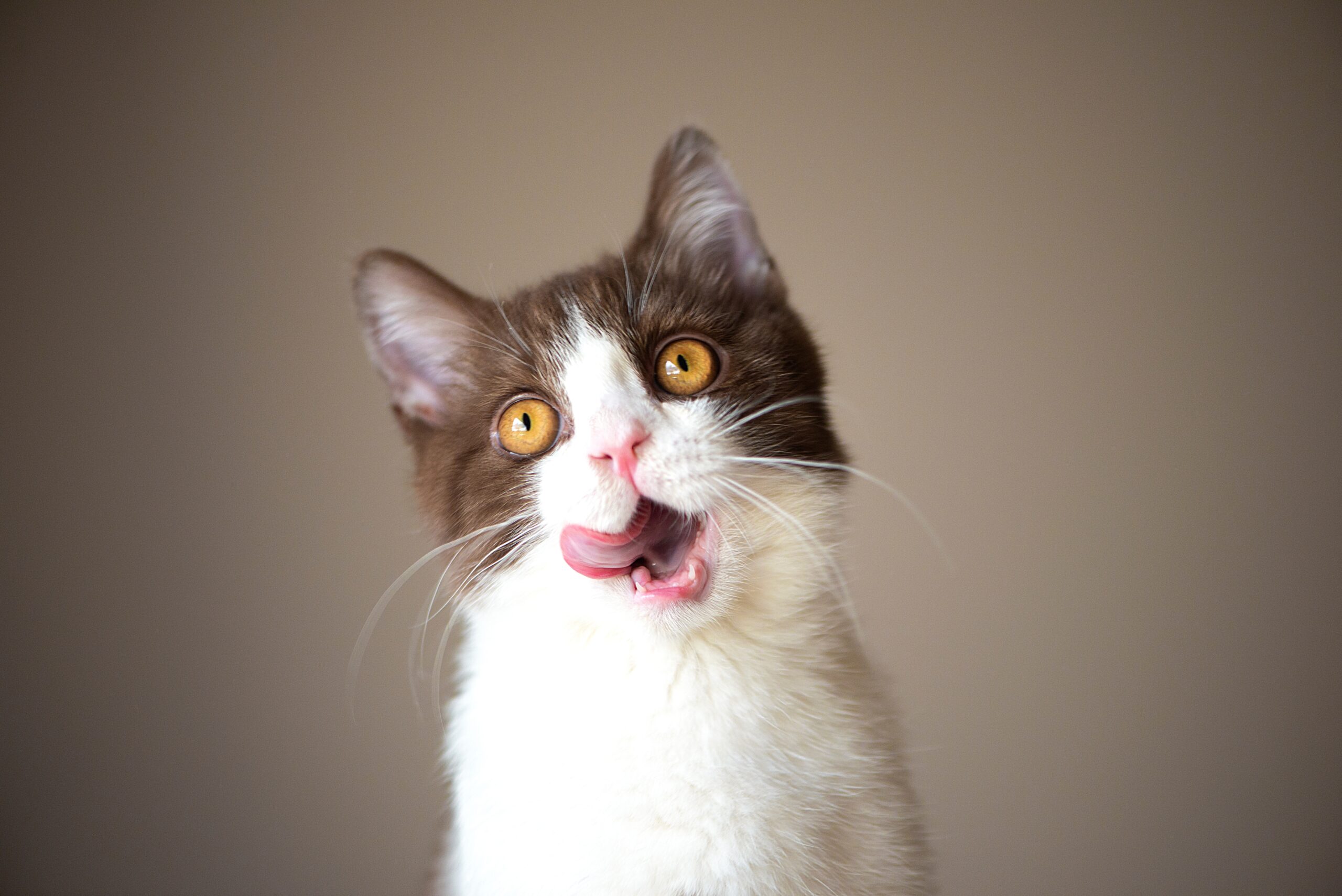 silly-cat-licking-its-face-close-up-2026-03-24-07-55-28-utc